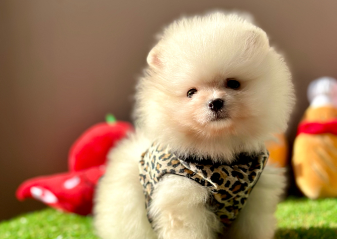 Pomeranian boo ayi Surat safkan yavrularımız